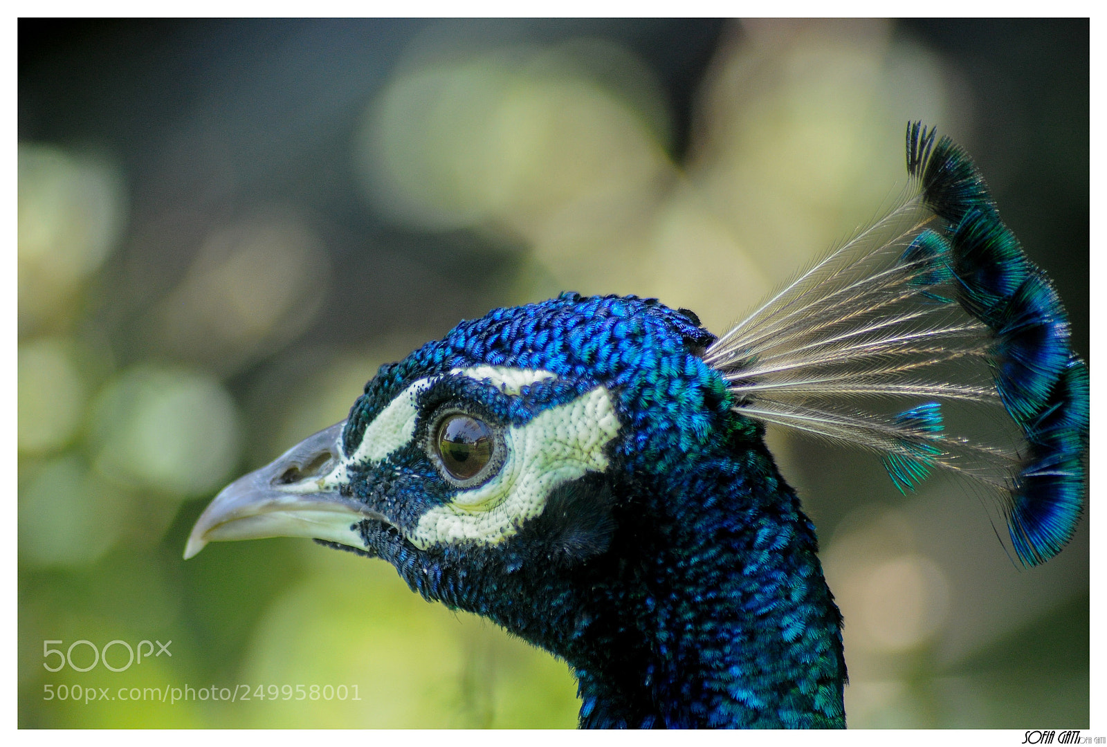 Nikon D90 sample photo. Pavo real photography