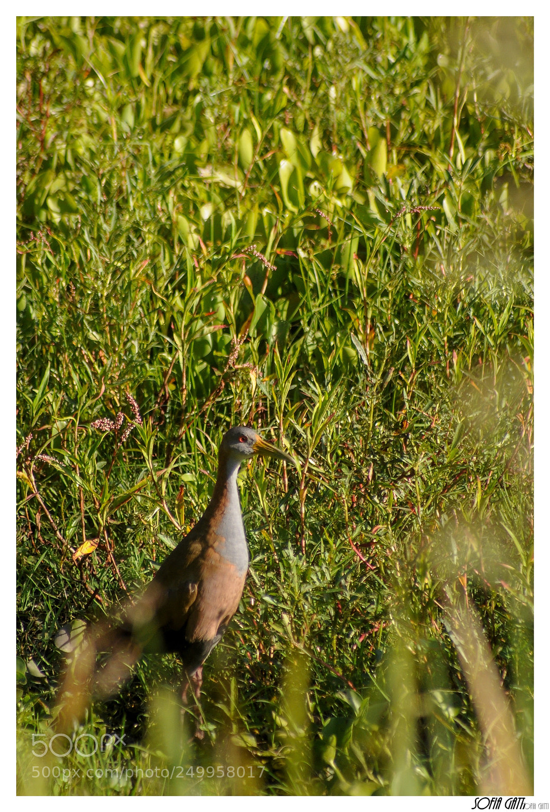 Nikon D90 sample photo. Busqueda photography