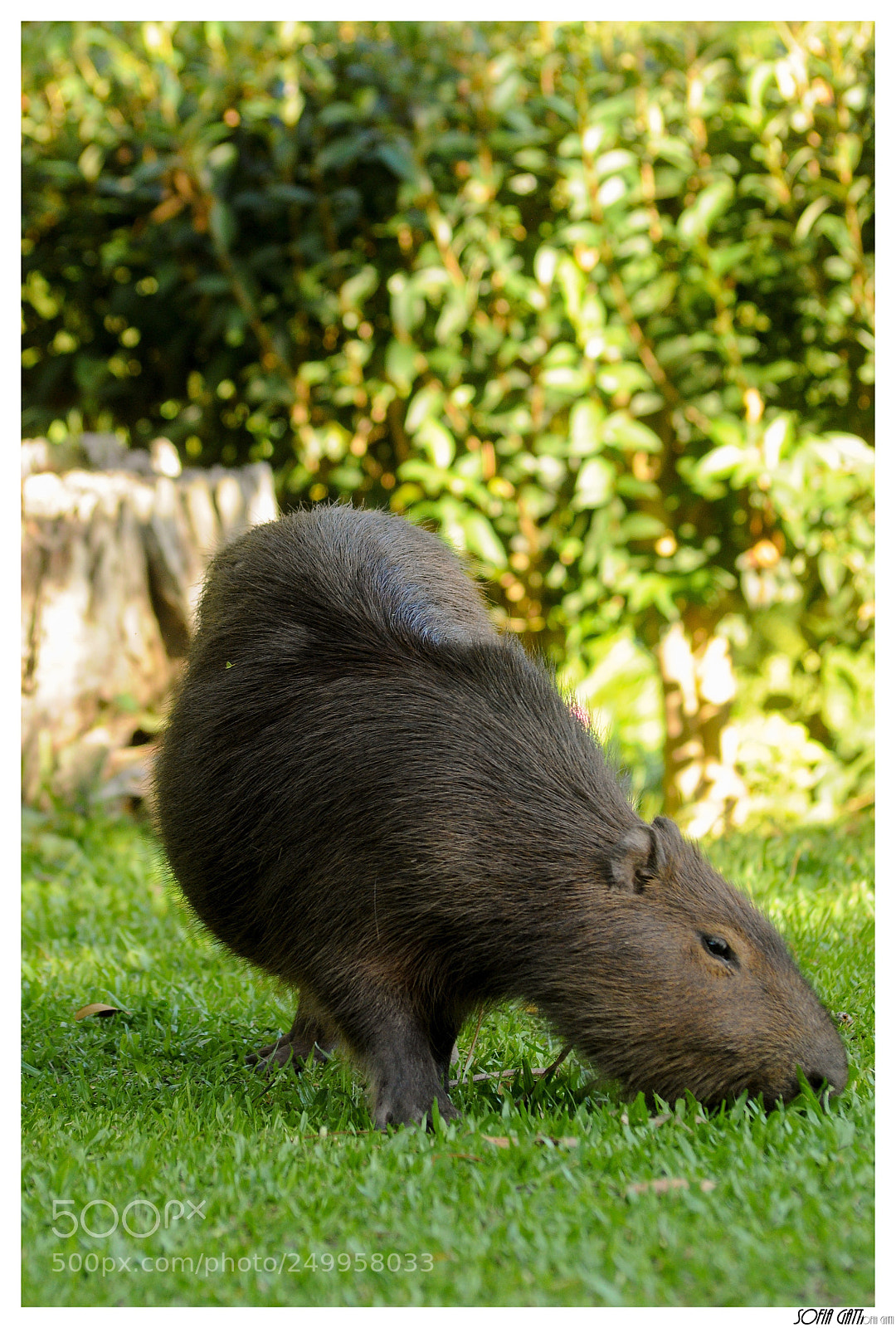 Nikon D90 sample photo. Marmota photography