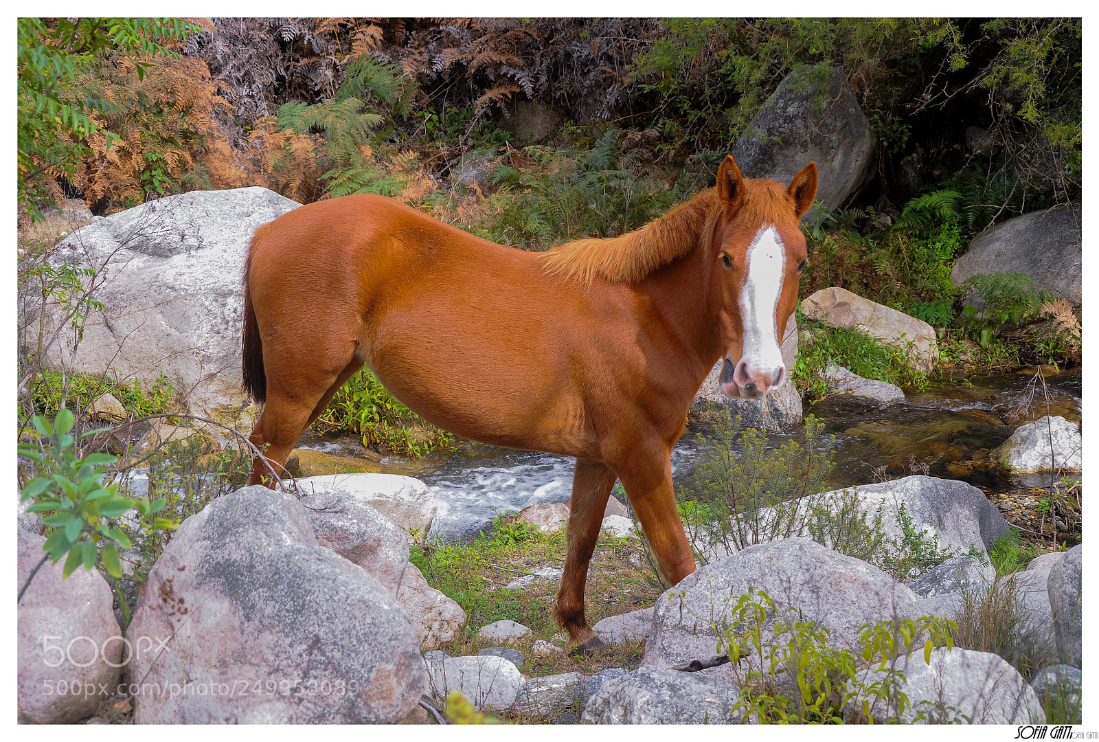 Nikon D90 sample photo. Caballo photography