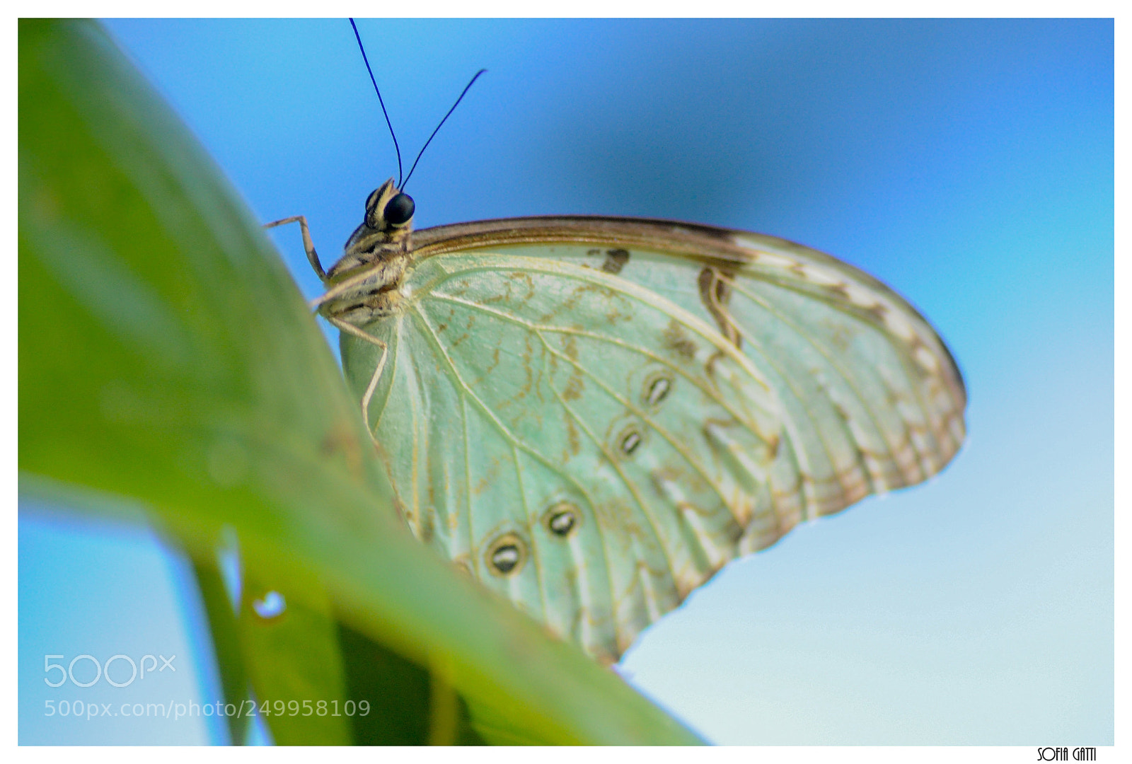 Nikon D90 sample photo. Mariposa blanca photography