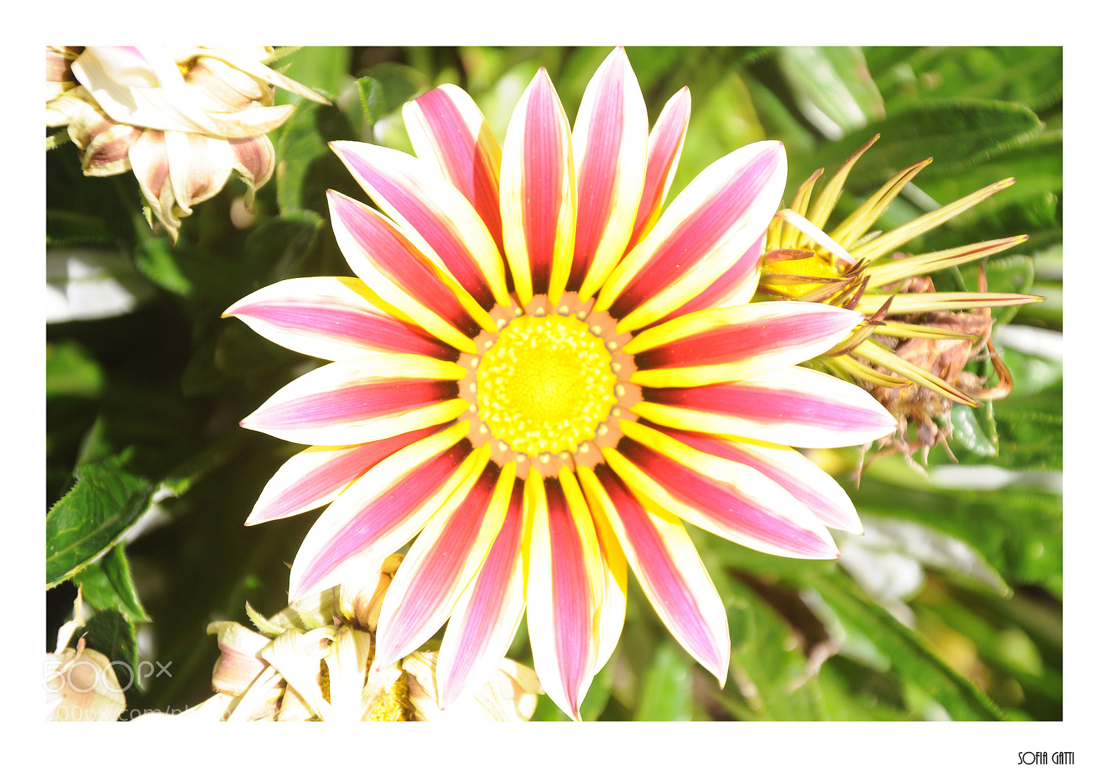 Nikon D90 sample photo. Flor geo photography