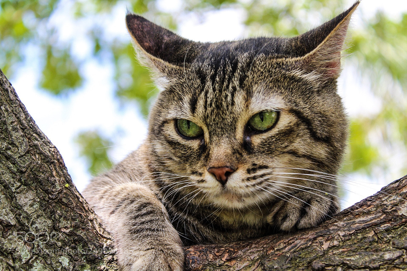Canon EOS 1300D (EOS Rebel T6 / EOS Kiss X80) sample photo. Cats !  photography