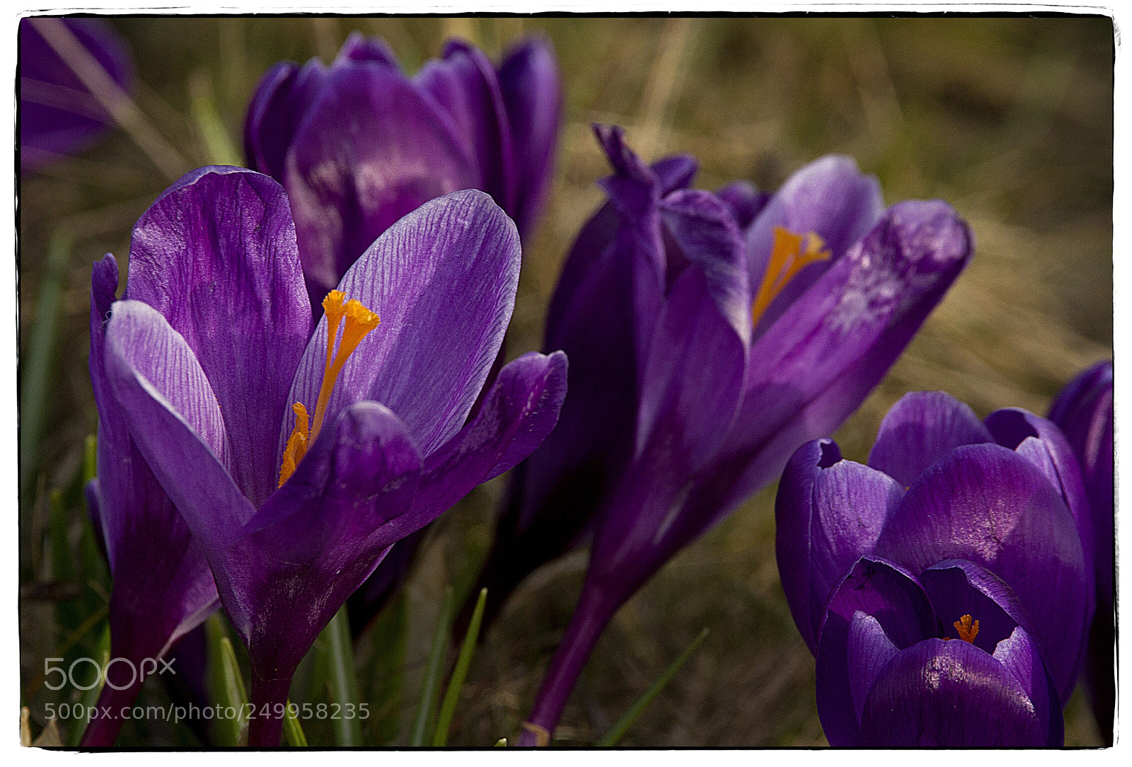 Canon EOS 7D sample photo. Wild crocuses photography