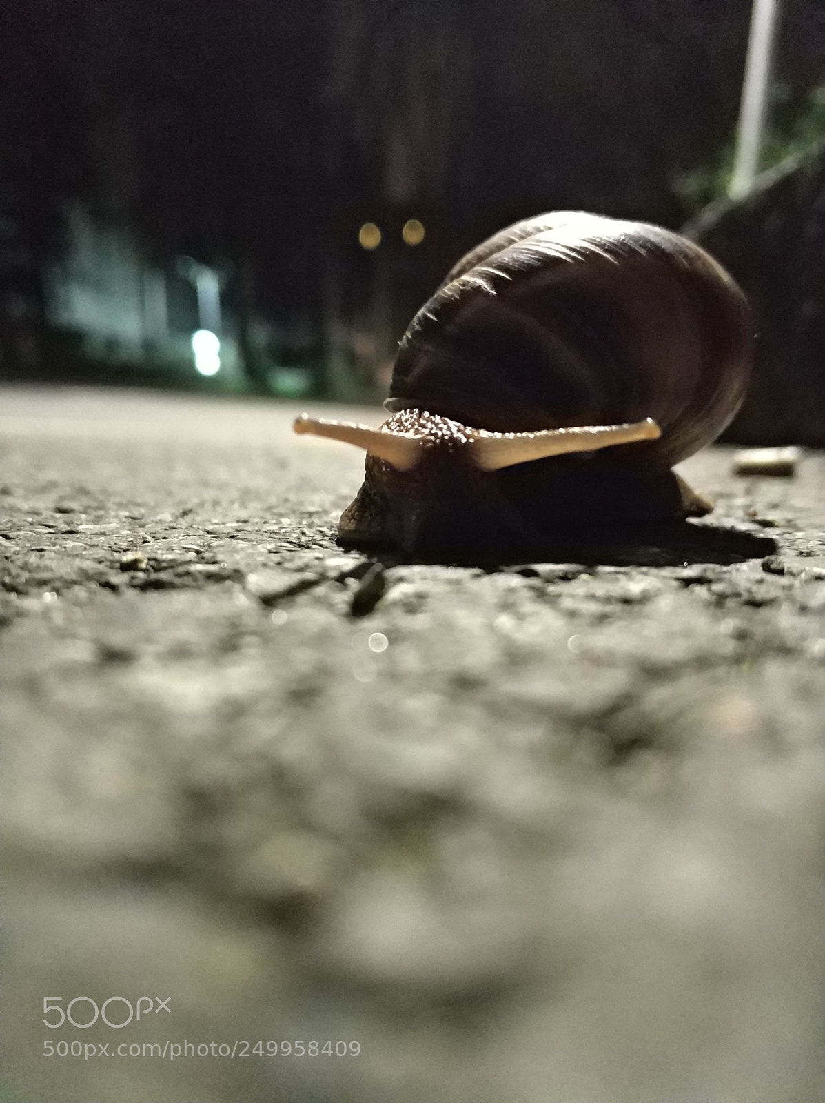Xiaomi MI6 sample photo. Untitled photography
