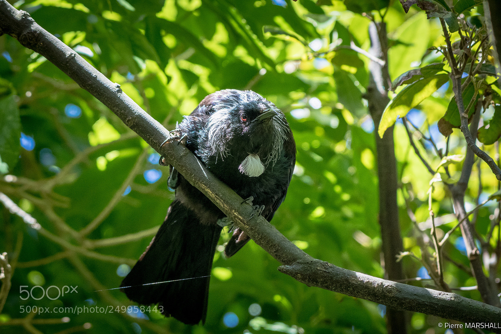 Nikon D500 sample photo. A tui watching carefully photography