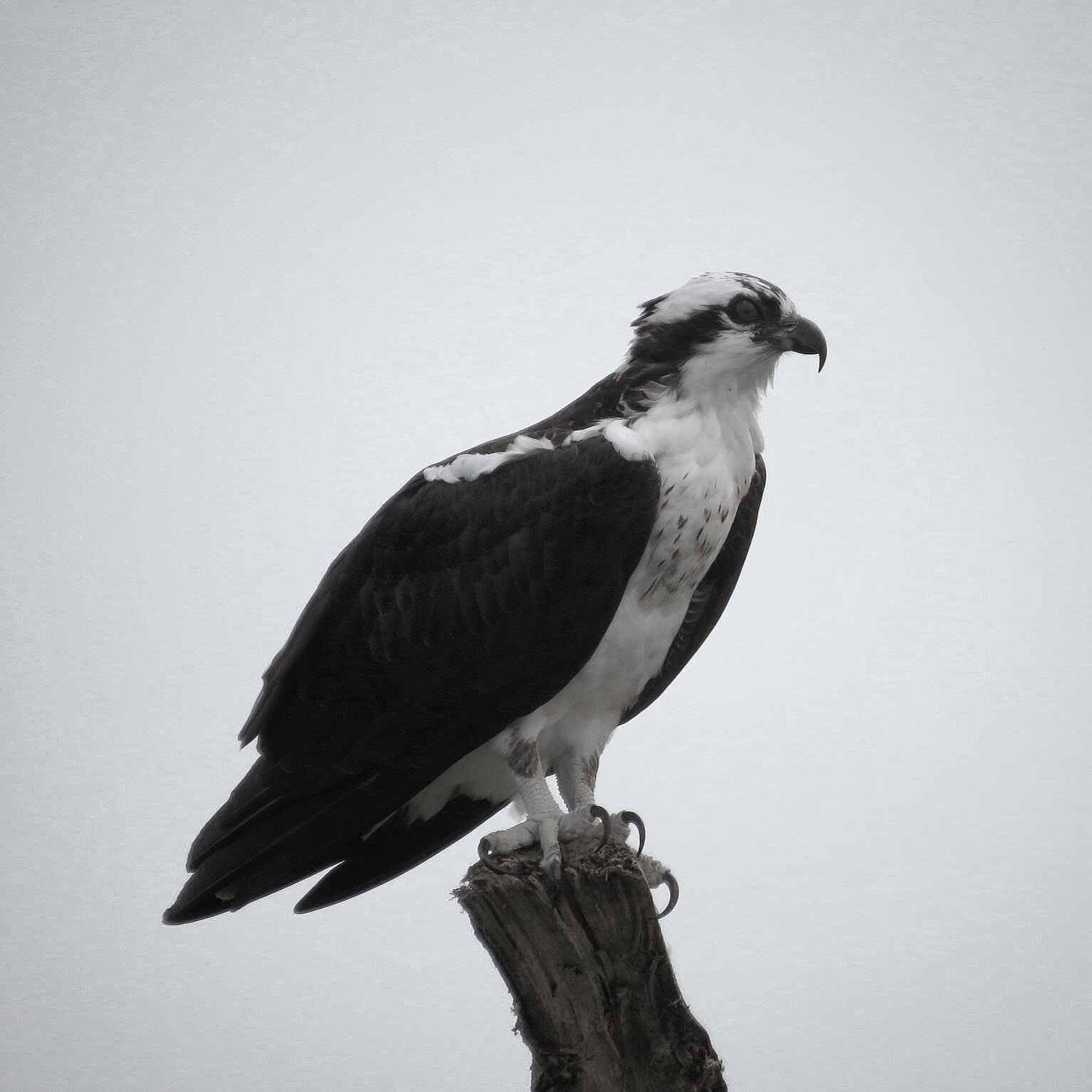 Canon PowerShot SX730 HS sample photo. If you want to fly, give up everything that weighs you down! photography