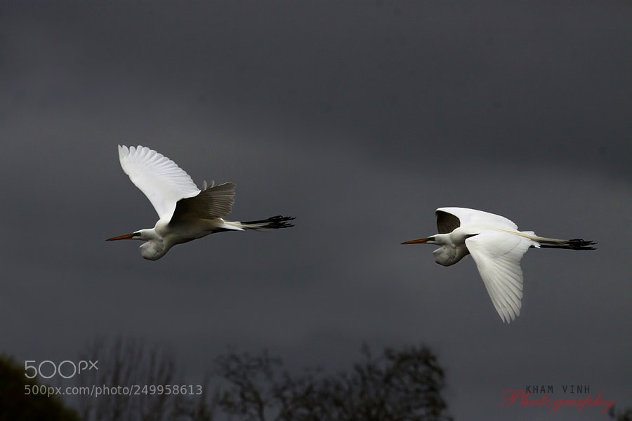 Canon EOS 50D sample photo. Flying back home photography