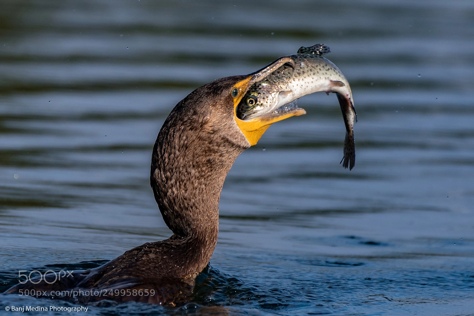 Nikon D500 sample photo. Cormorant photography