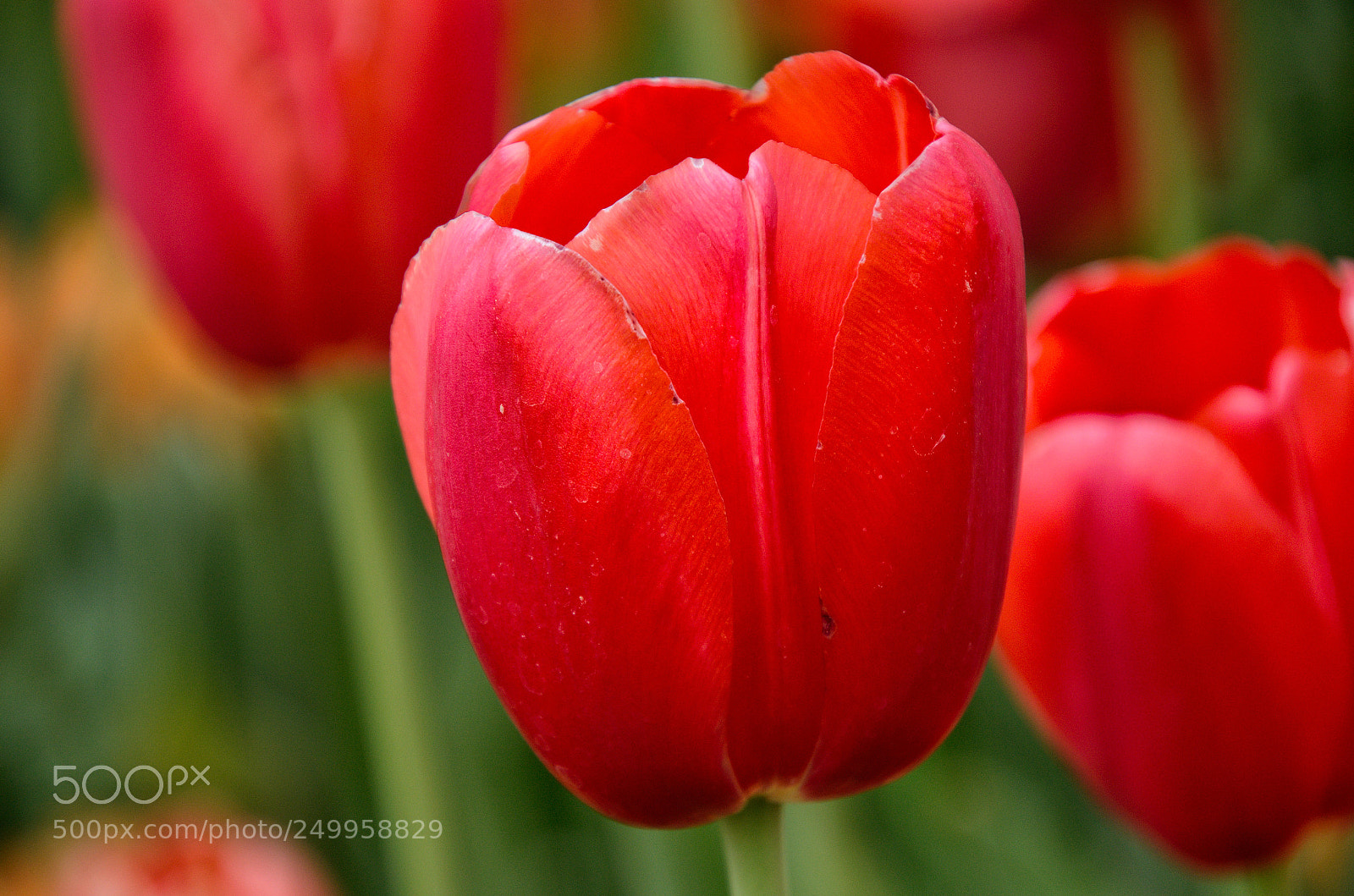 Nikon D5100 sample photo. Tulip red photography