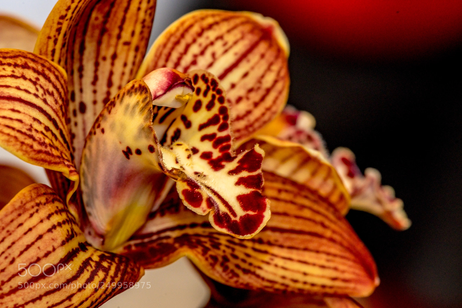 Sony a7R II sample photo. Orchid's profile photography