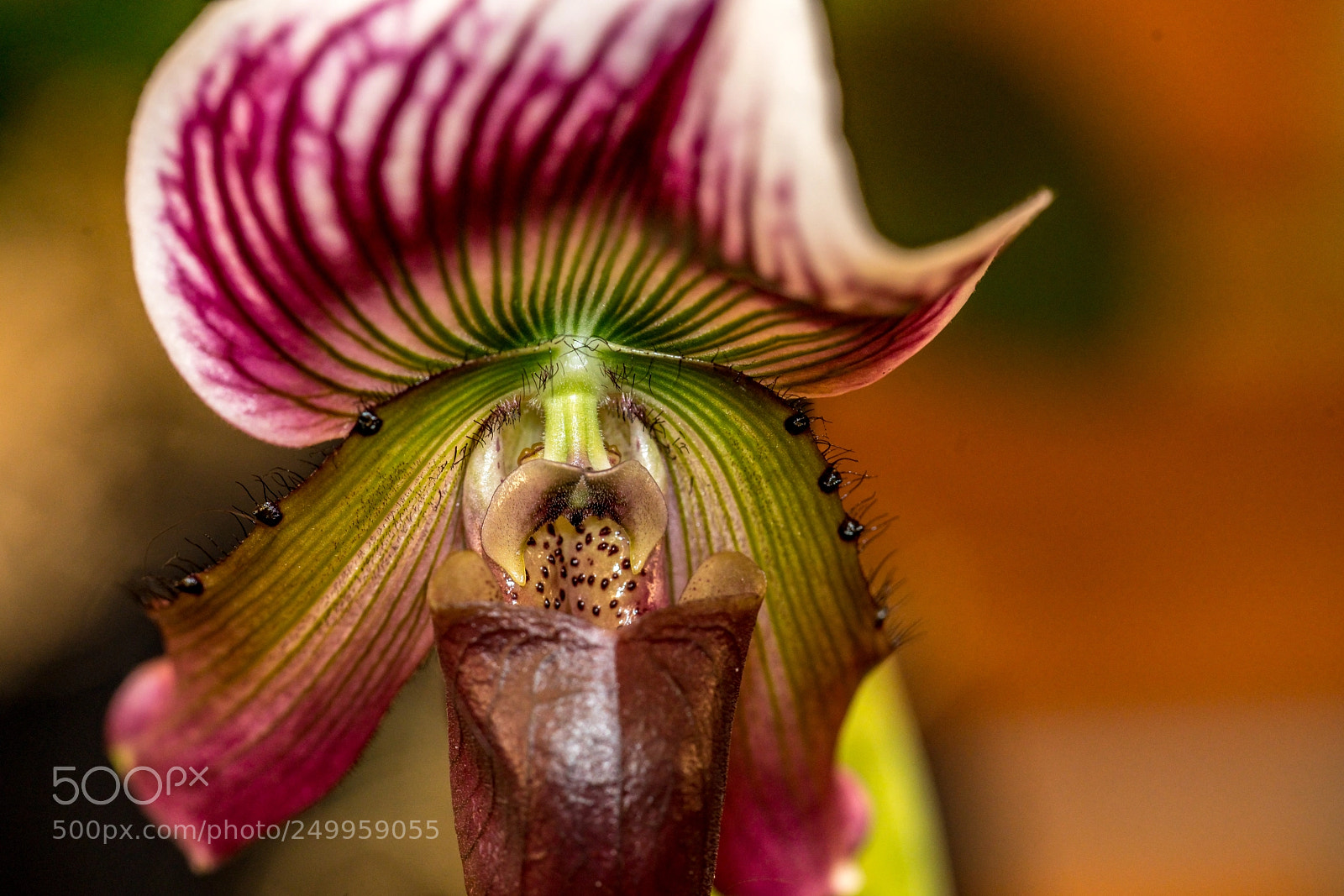 Sony a7R II sample photo. Belly of the orchid photography