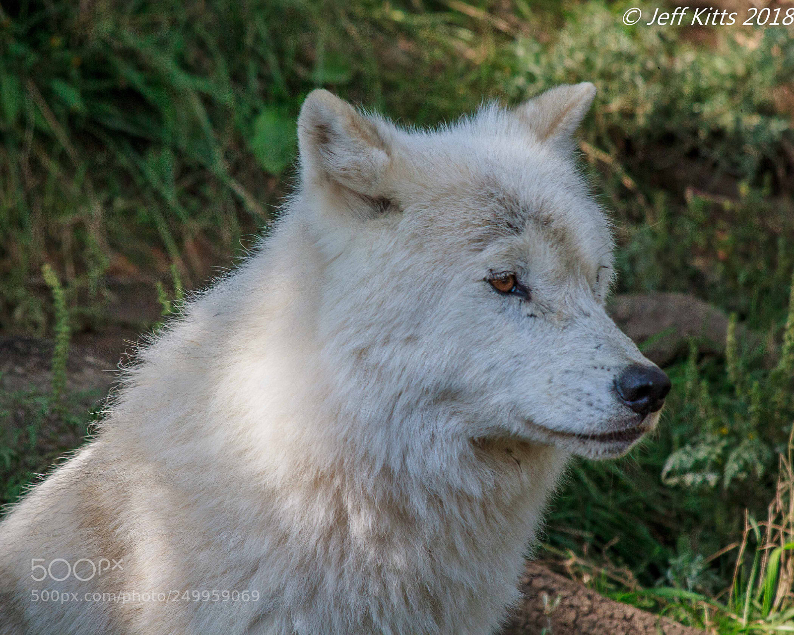 Canon EOS 7D sample photo. 6531- arctic wolf 45 photography