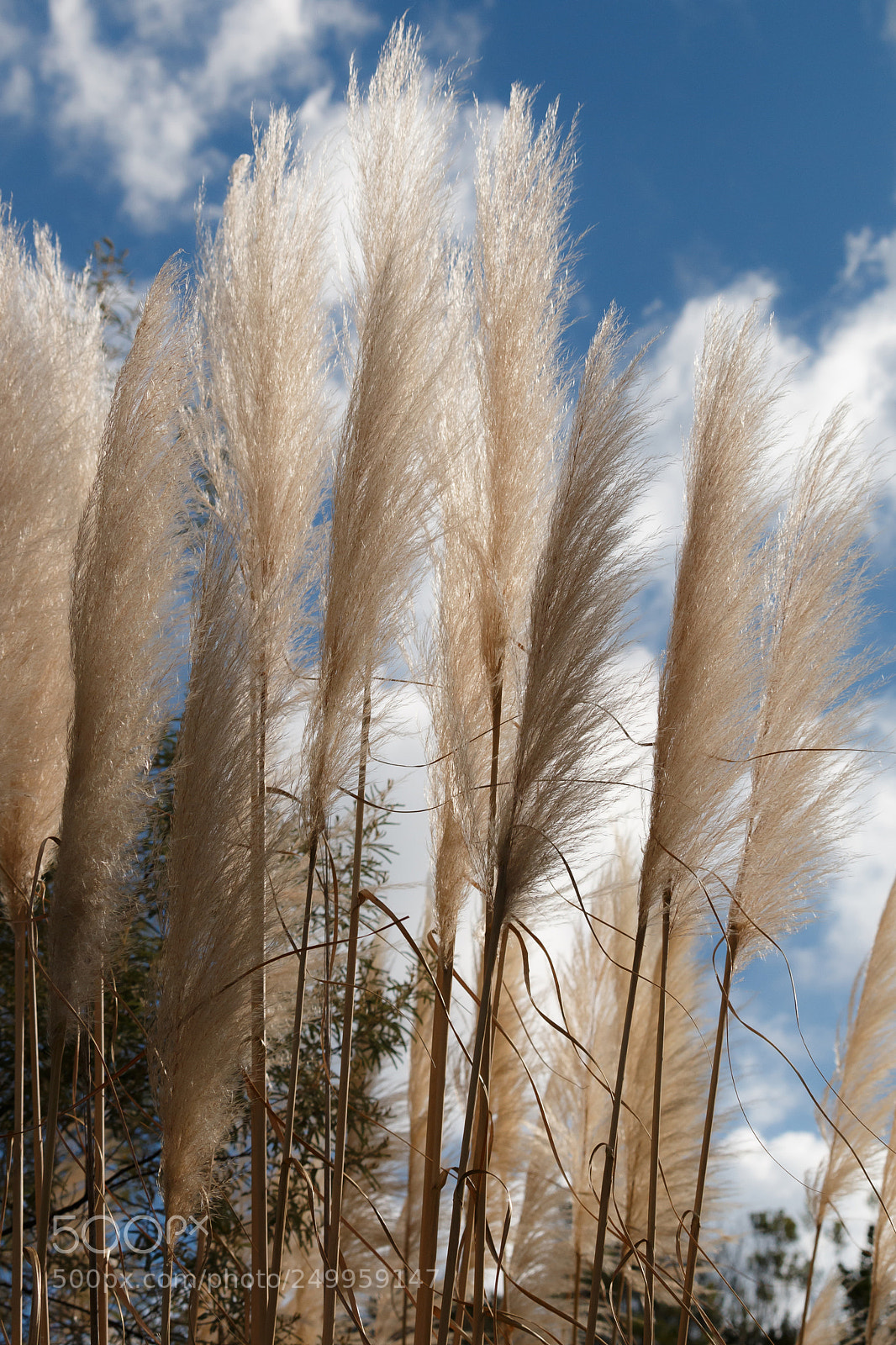 Canon EOS 70D sample photo. Pampas golden grass cortaderia photography