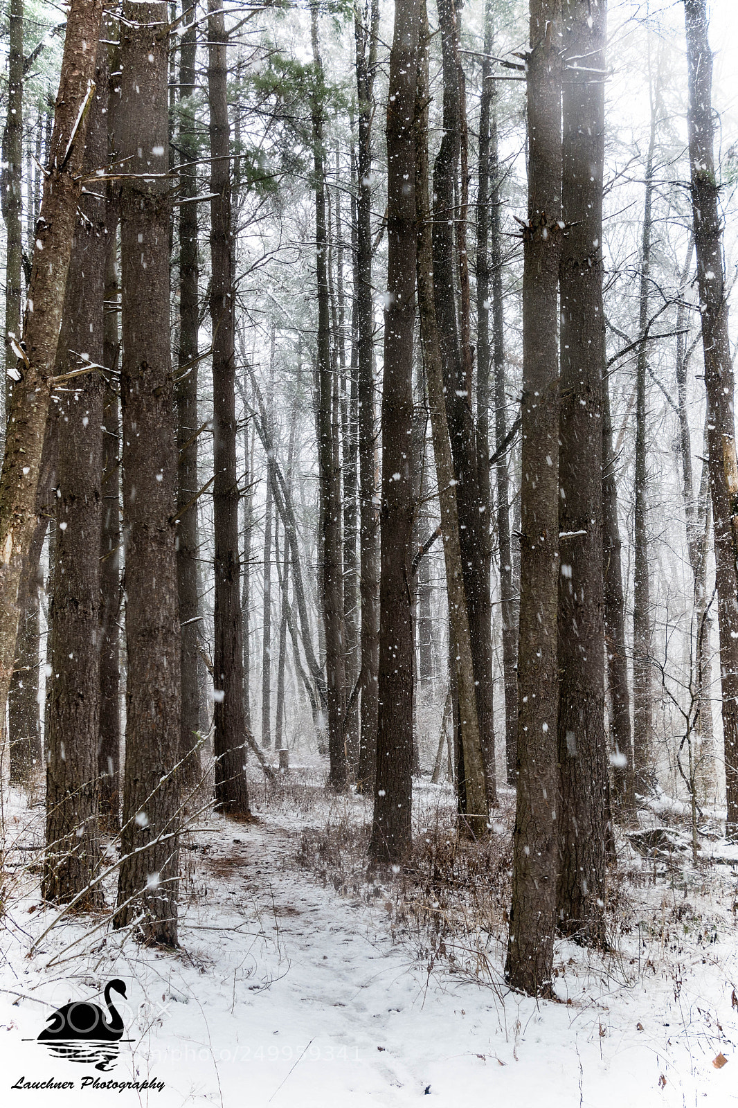 Nikon D5200 sample photo. Pine trail photography