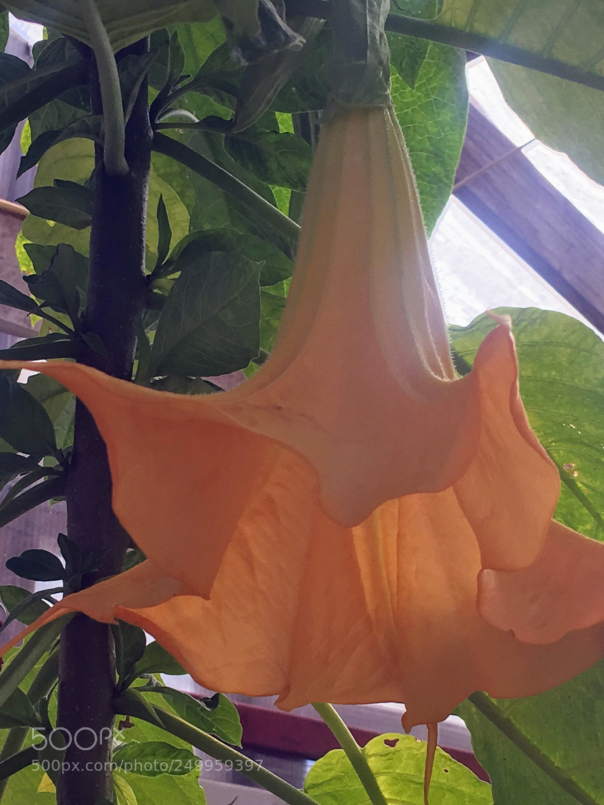 Apple iPhone 6s Plus sample photo. Angel trumpet  photography