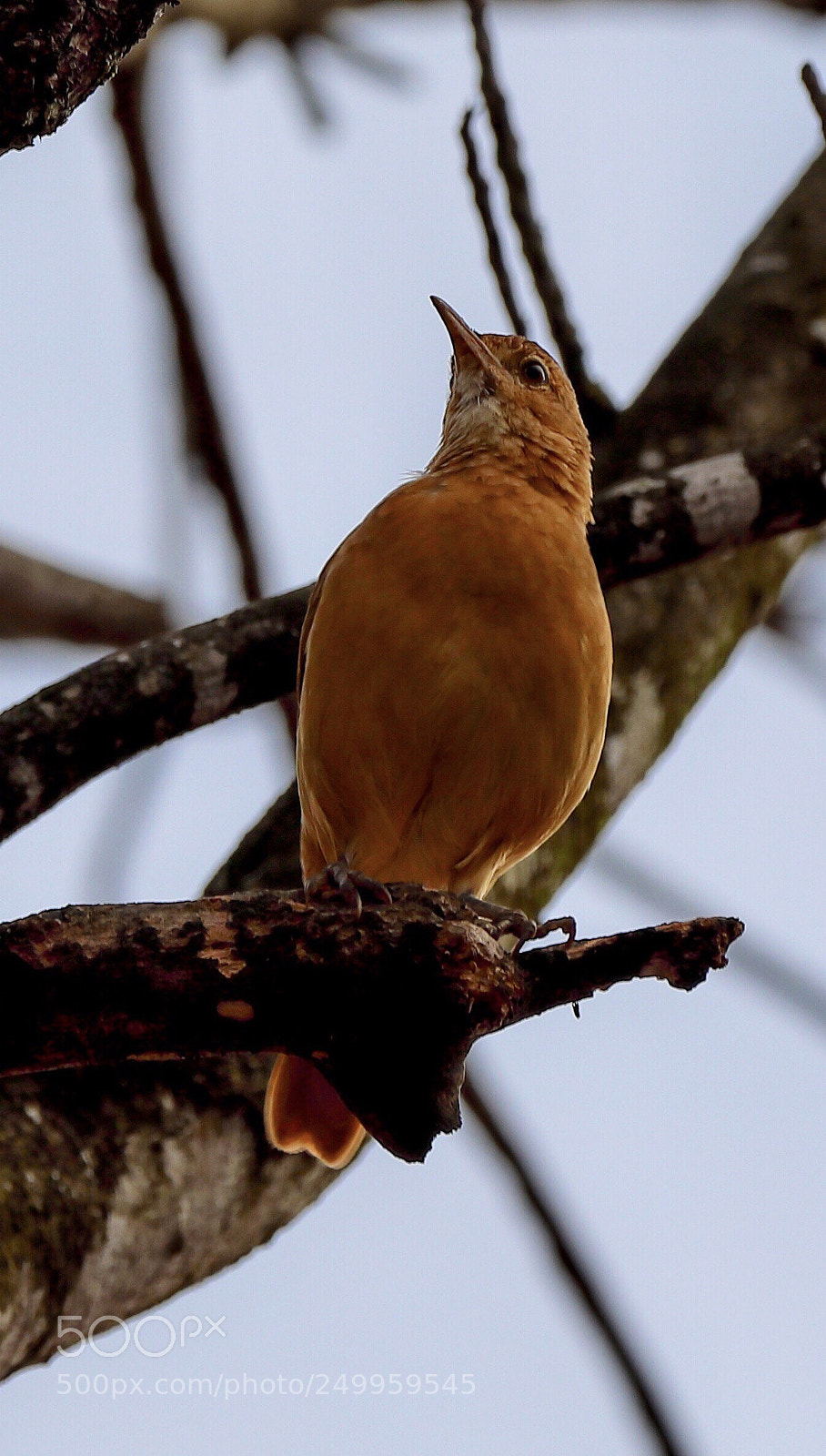 Canon EOS 5D Mark IV sample photo. Nature vibes | birds photography