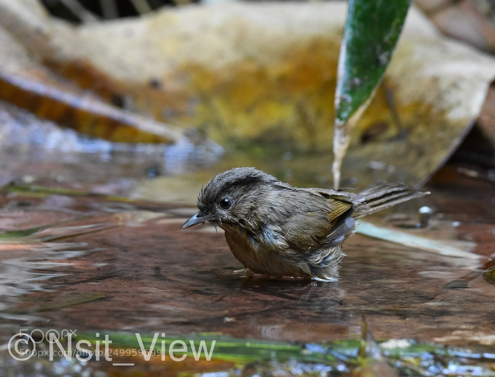 Nikon D500 sample photo. Take a bath photography