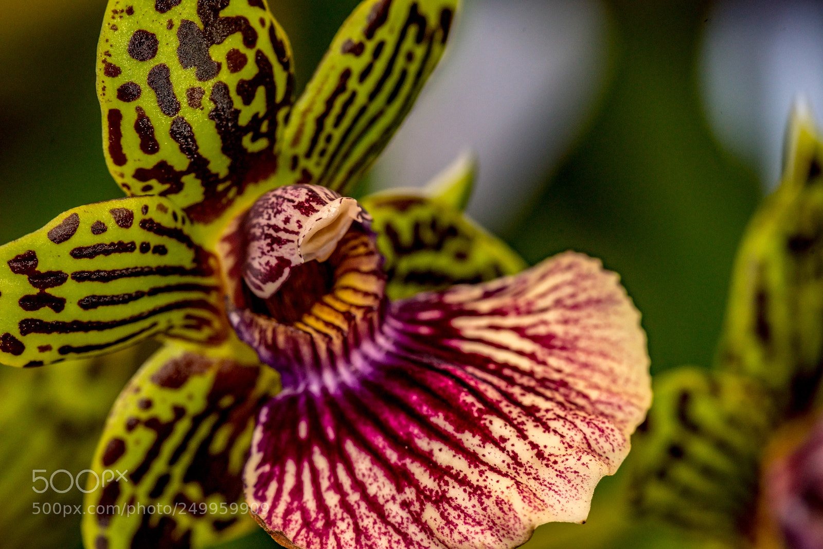 Sony a7R II sample photo. Colorful creation photography