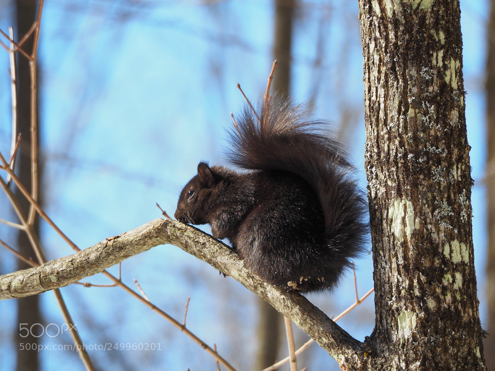 Olympus OM-D E-M5 II sample photo. Spring is coming! photography