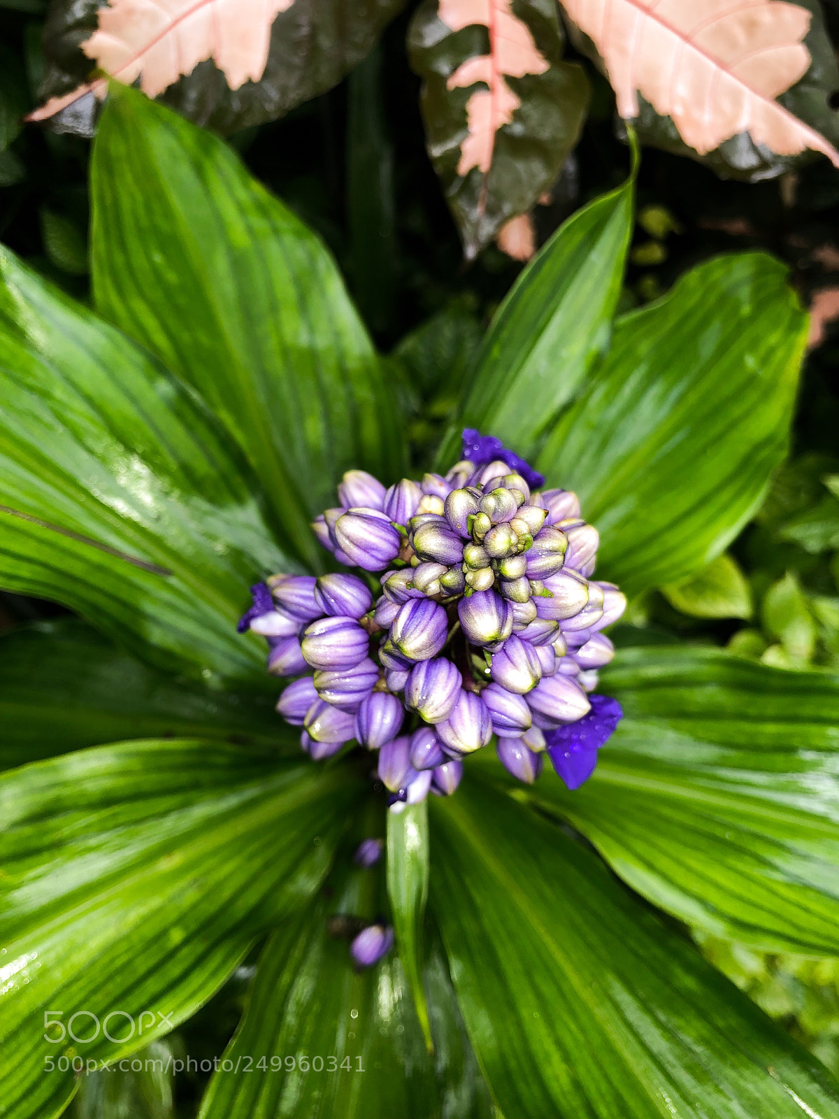 Apple iPhone X sample photo. Tropical flower. photography