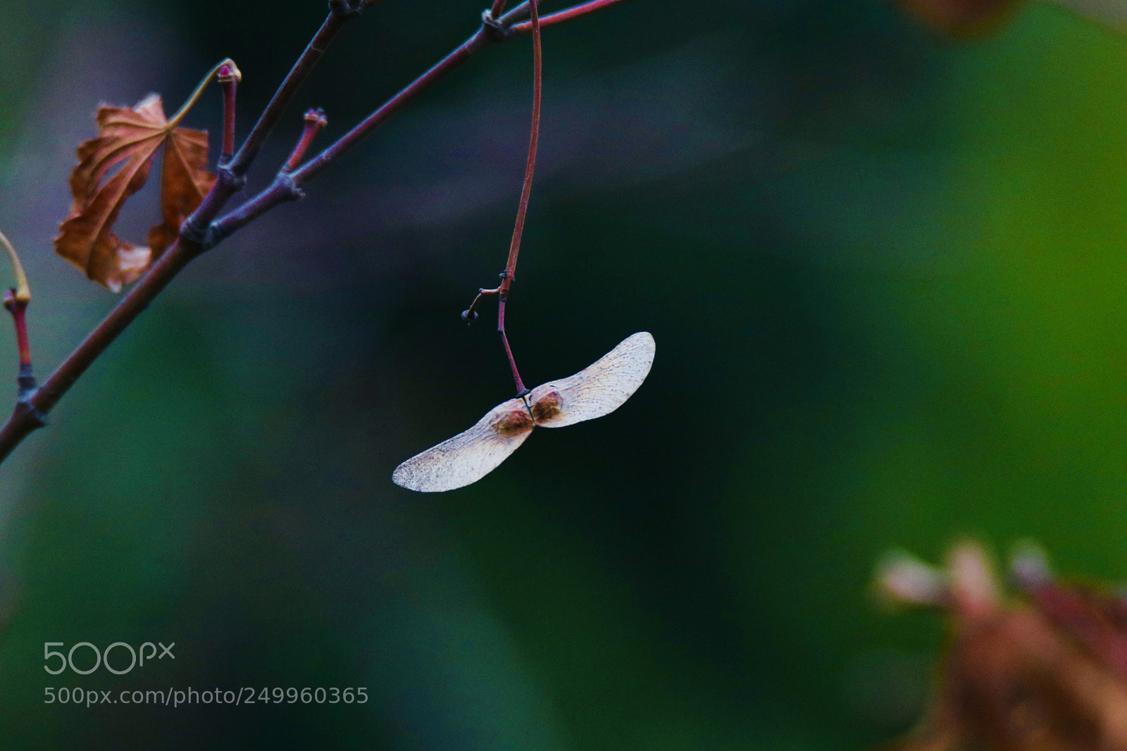 Canon EOS 80D sample photo. 谁的翅膀whose wings are wings photography
