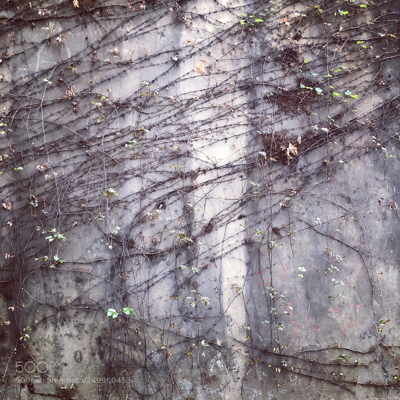 Apple iPhone X sample photo. Untitled photography