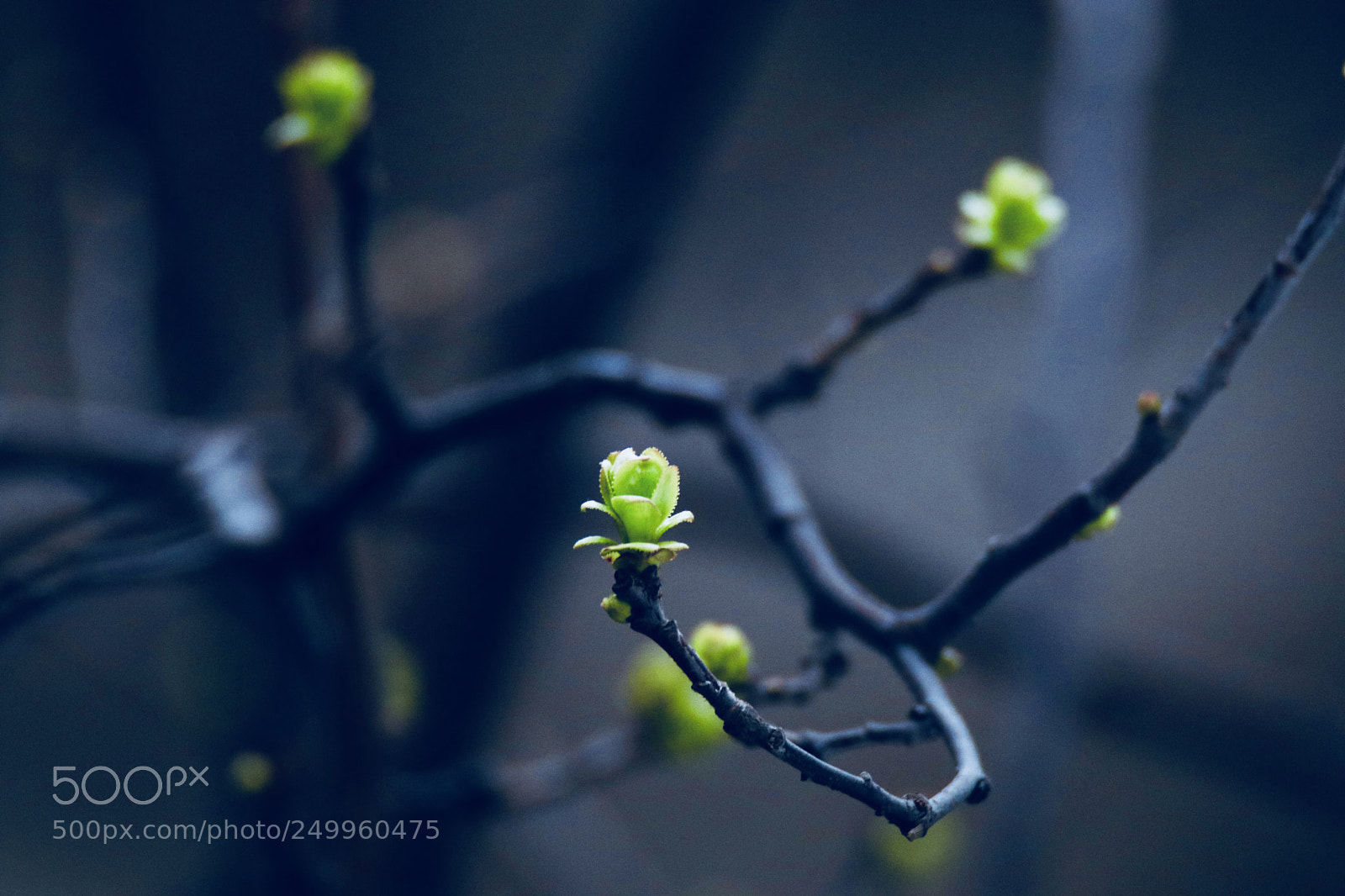 Canon EOS 80D sample photo. 春的色彩the color of spring photography