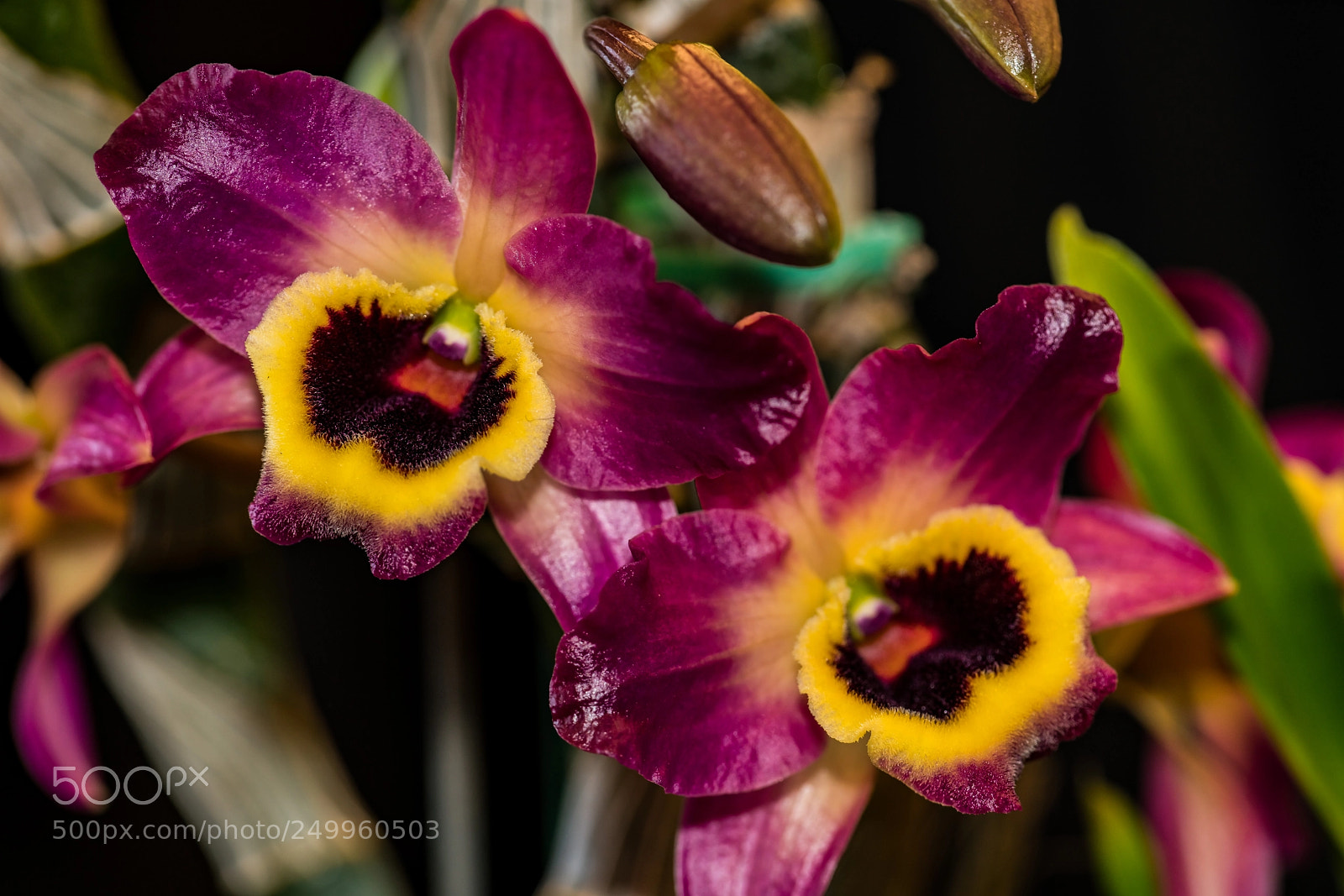 Sony a7R II sample photo. Purple and gold glory photography