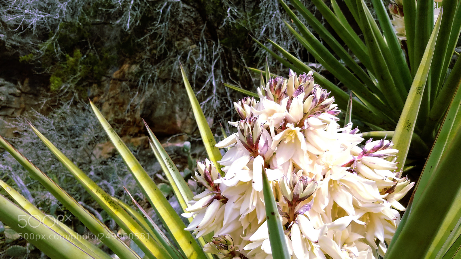 Samsung Galaxy S7 sample photo. Yucca bloom photography