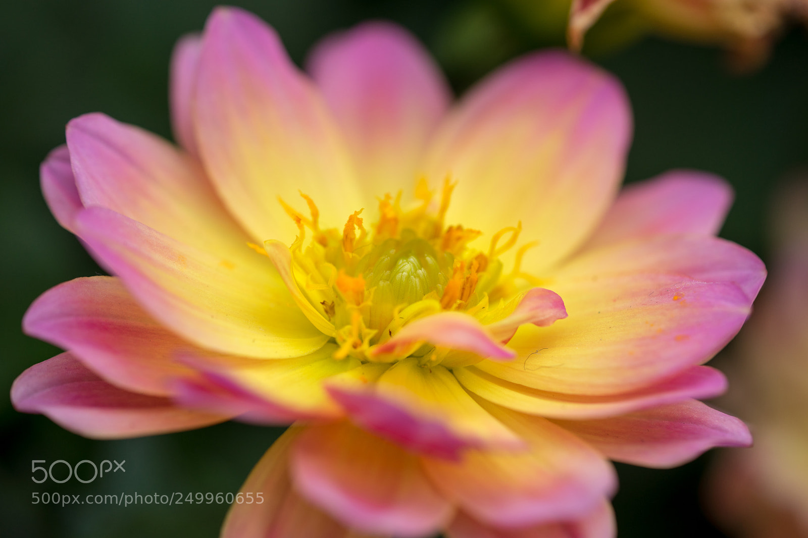 Sony a7 II sample photo. Flower photography