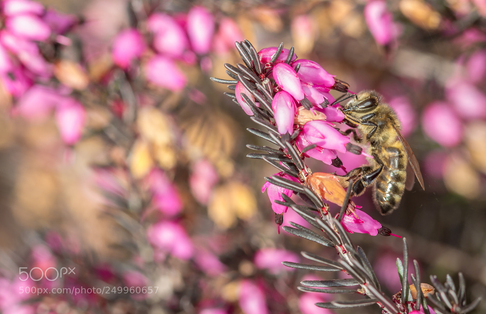 Canon EOS 7D sample photo. First honeybee of 2018. photography