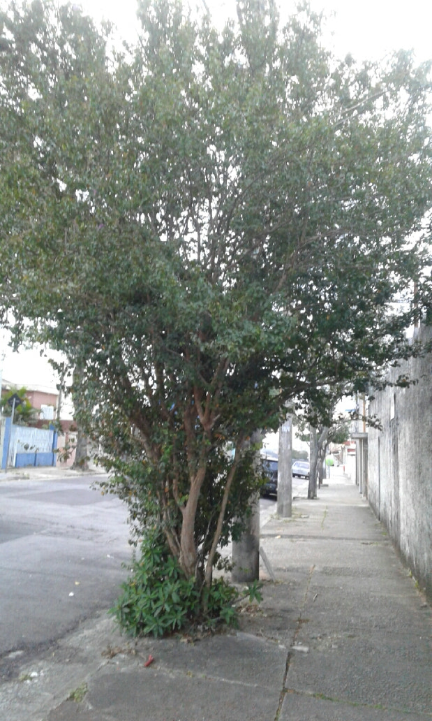 Samsung Galaxy J1(2016) sample photo
