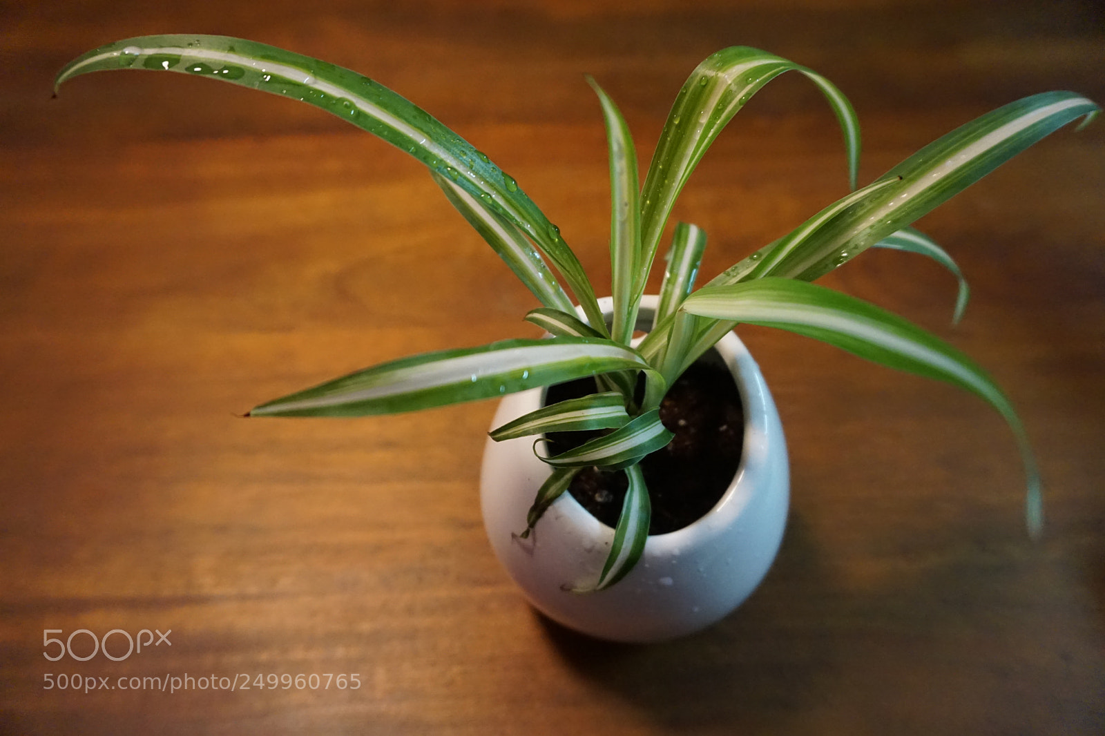 Sony a6000 sample photo. Misty spider plant photography