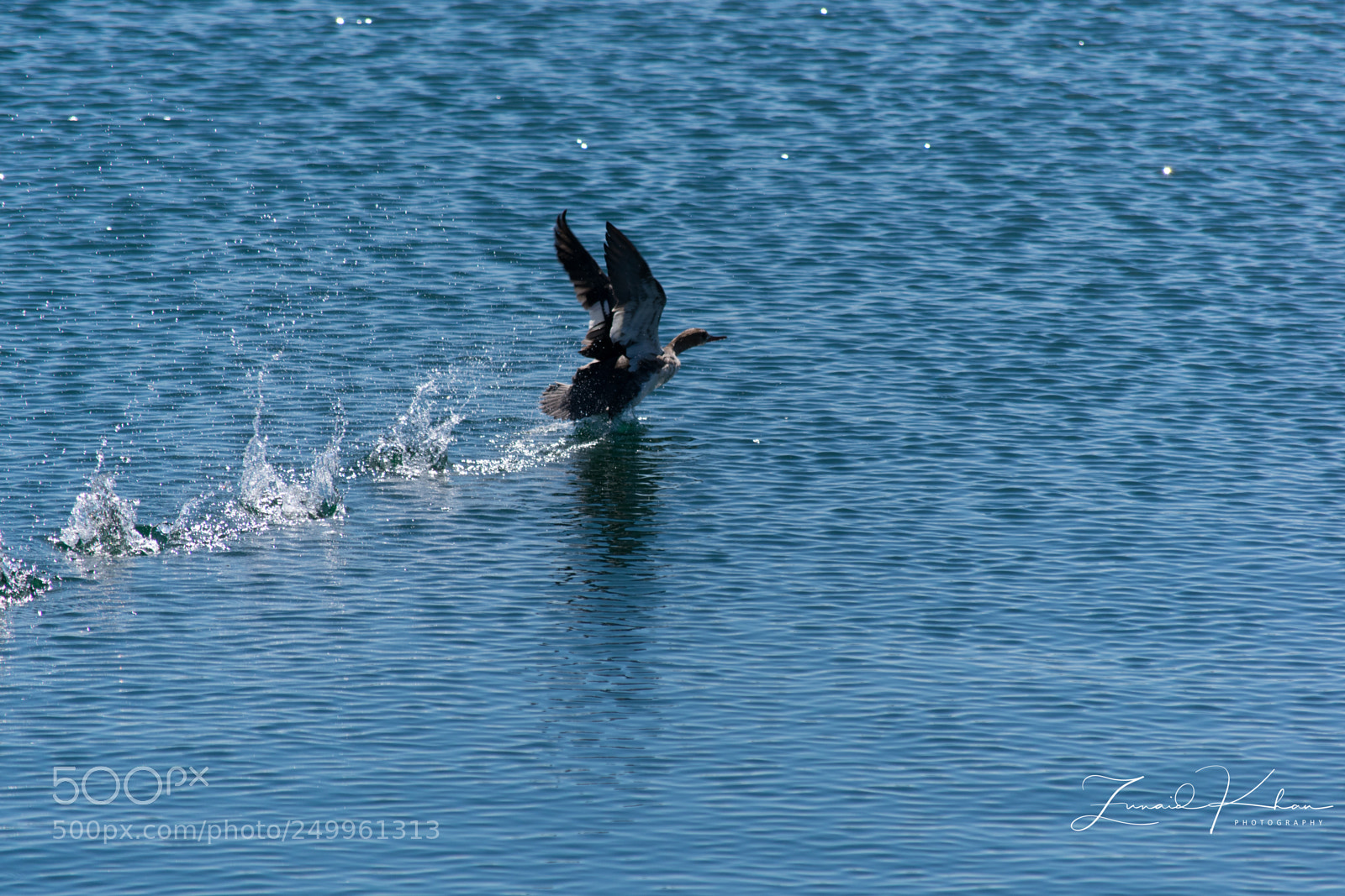 Nikon D3400 sample photo. Wings up  photography