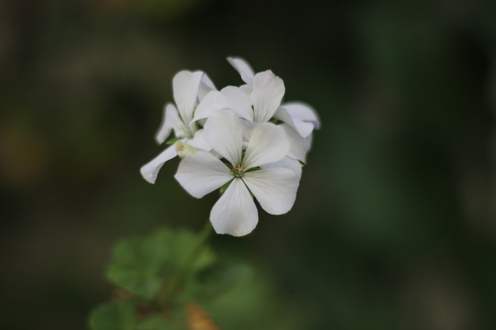 Canon EOS 600D (Rebel EOS T3i / EOS Kiss X5) sample photo. F 1.8 photography