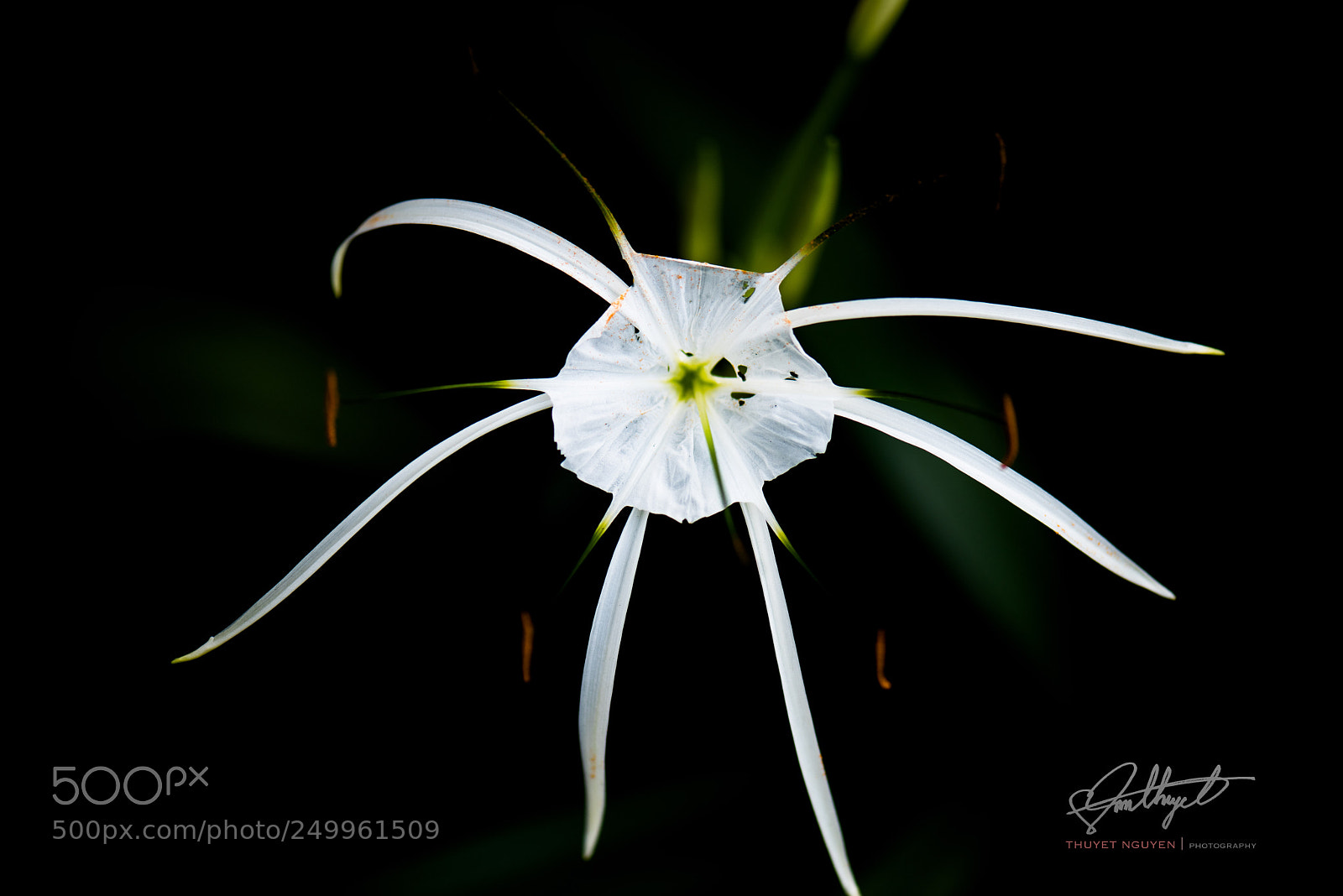 Nikon D810 sample photo. Gard3nstar photography