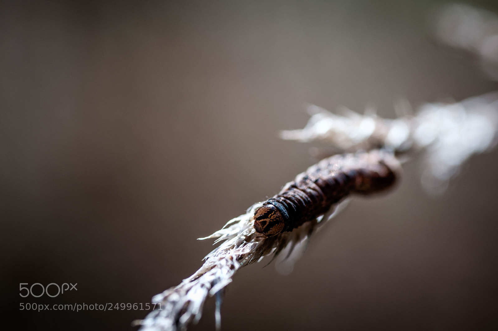 Fujifilm X-T10 sample photo. Walking the high wire photography