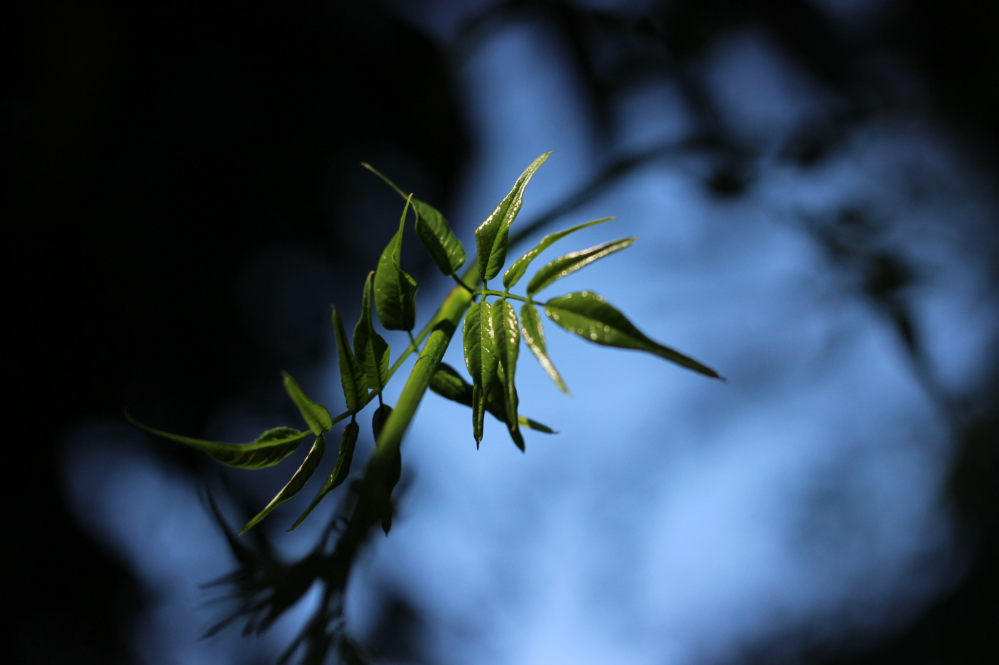 Canon EOS 600D (Rebel EOS T3i / EOS Kiss X5) sample photo. Primer plano photography