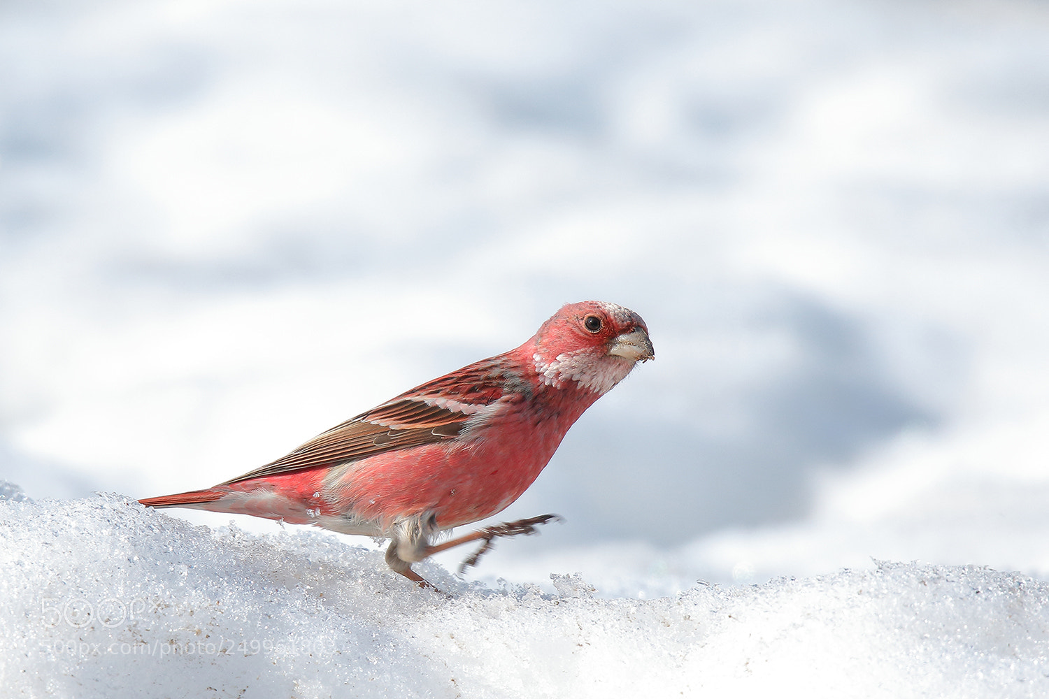 Canon EOS 7D Mark II sample photo. Pallas's rosefinch photography