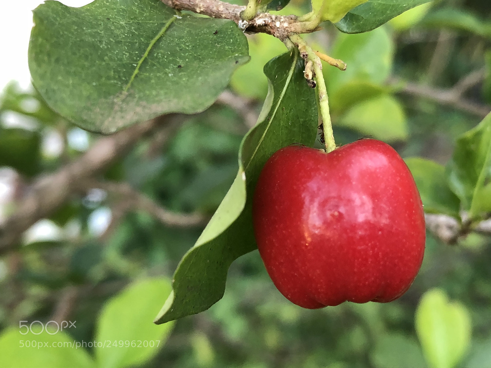 Apple iPhone 8 sample photo. Untitled photography