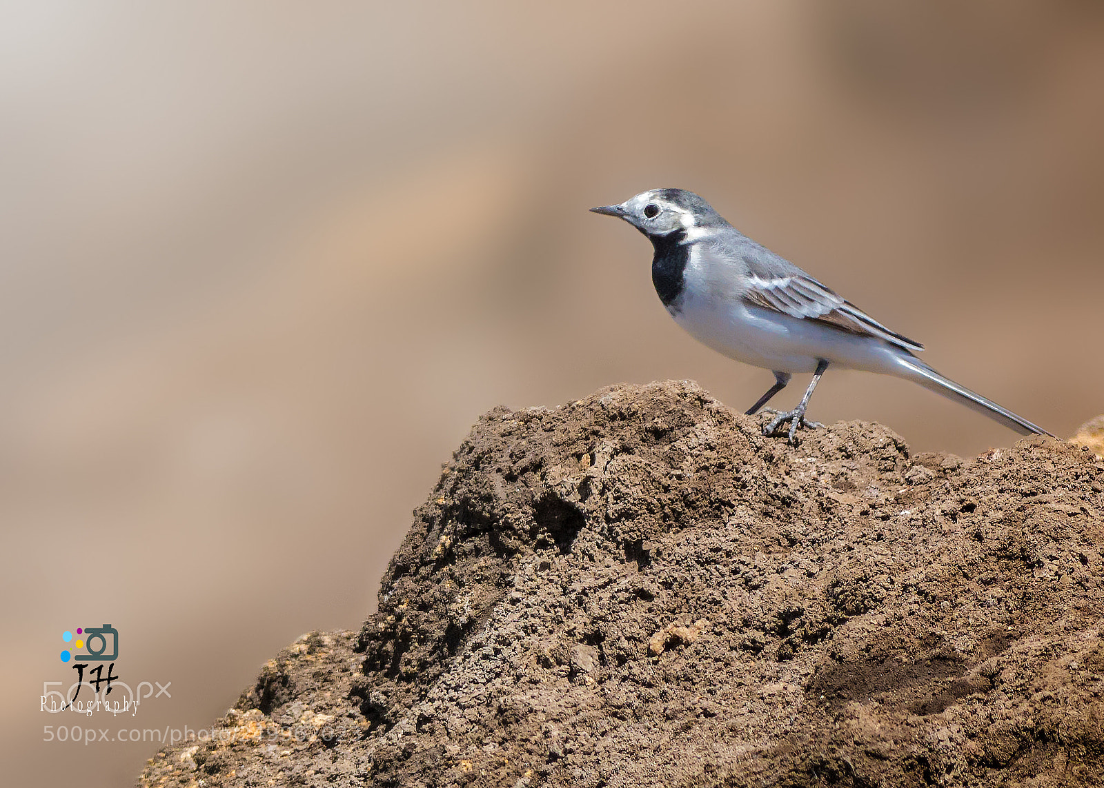 Canon EOS 70D sample photo. White wagtail photography