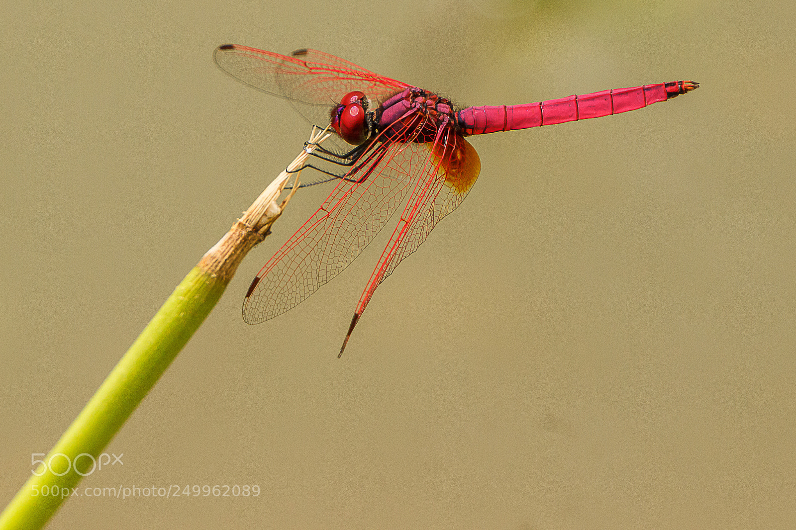 Canon EOS 600D (Rebel EOS T3i / EOS Kiss X5) sample photo. Laos dragonfly photography