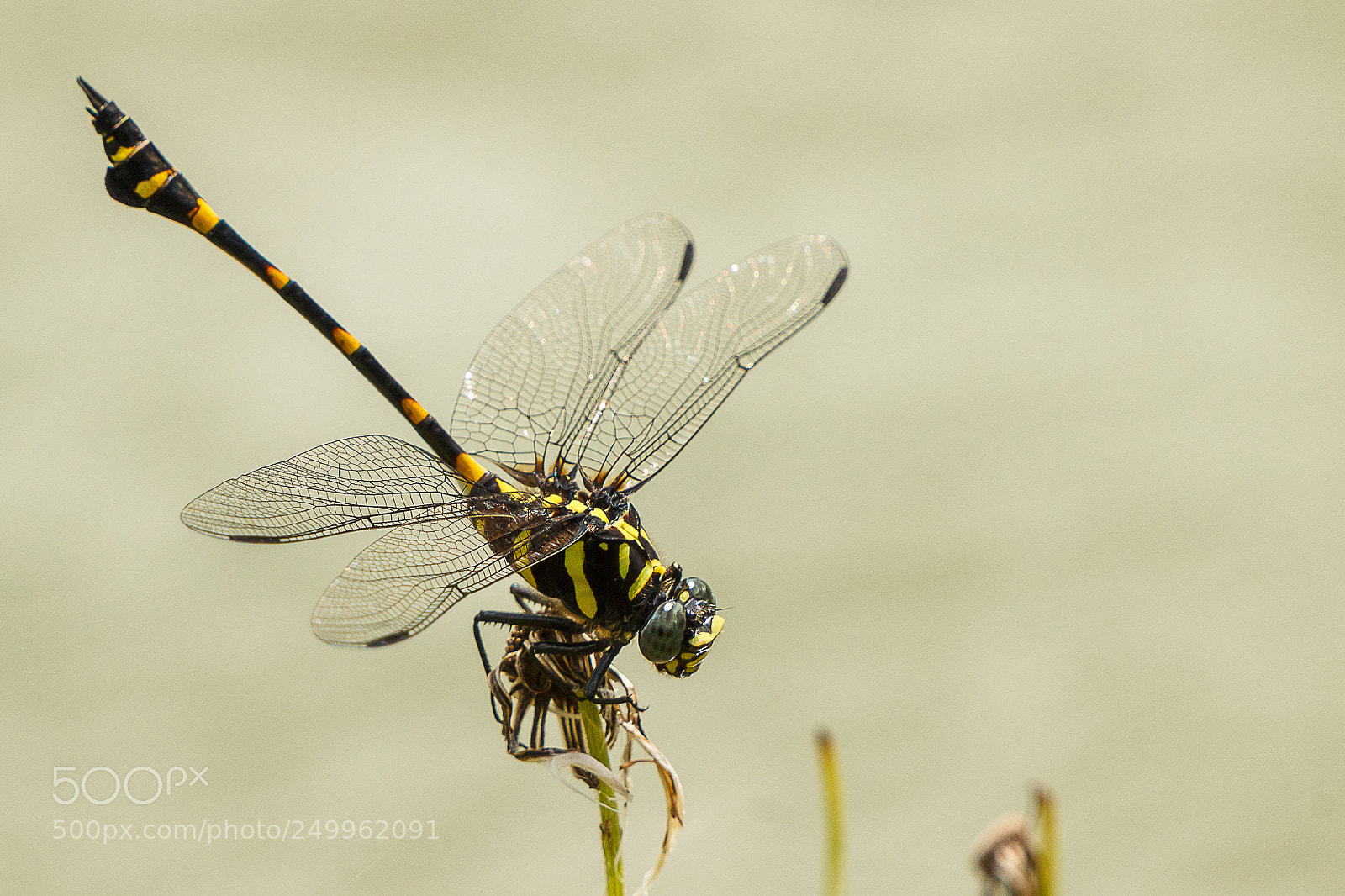 Canon EOS 600D (Rebel EOS T3i / EOS Kiss X5) sample photo. Laos dragonfly photography