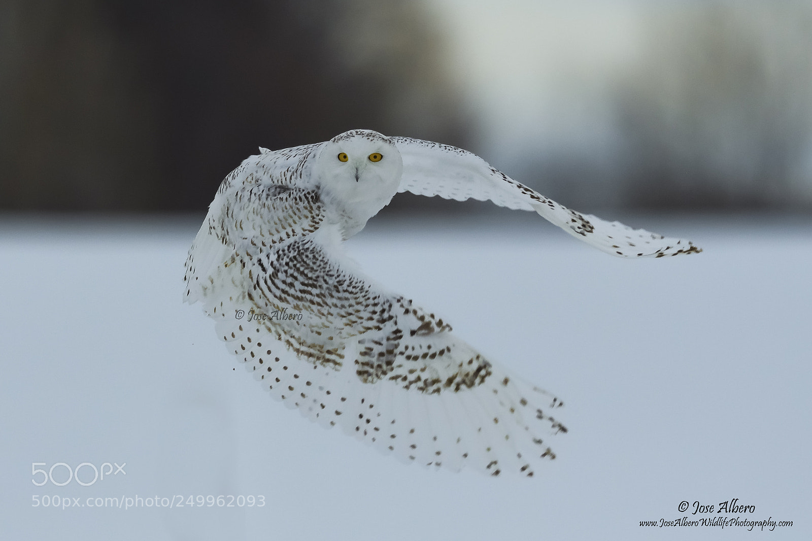 Nikon D500 sample photo. Snowy owl u-turn photography