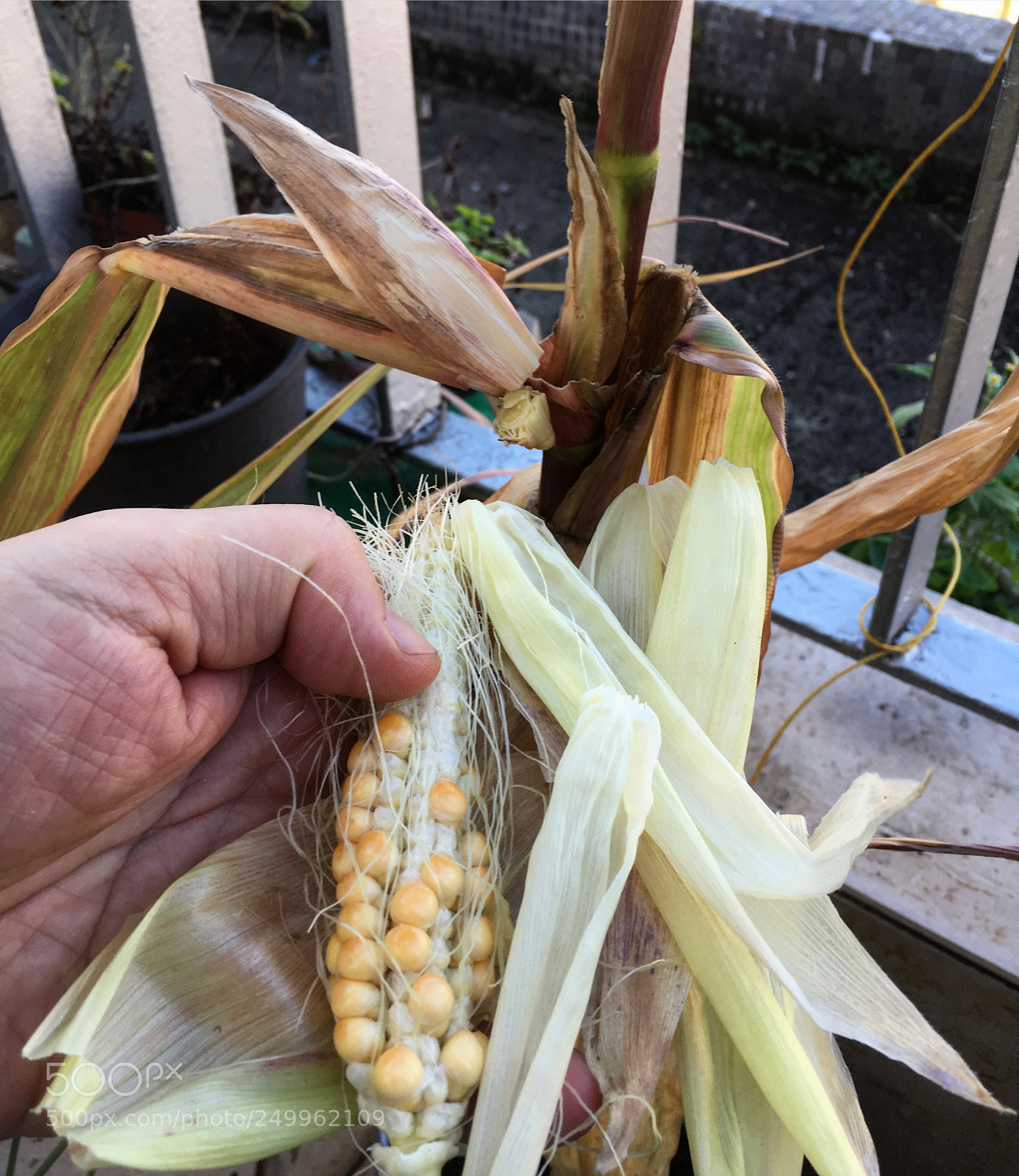 Apple iPhone SE sample photo. Harvesting my first corn photography