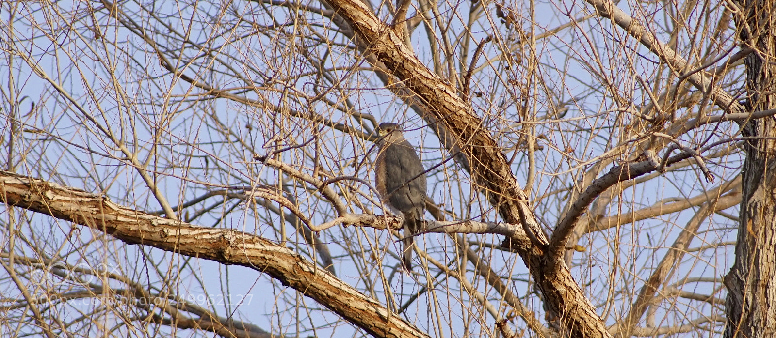 Sony a6000 sample photo. Hawk photography