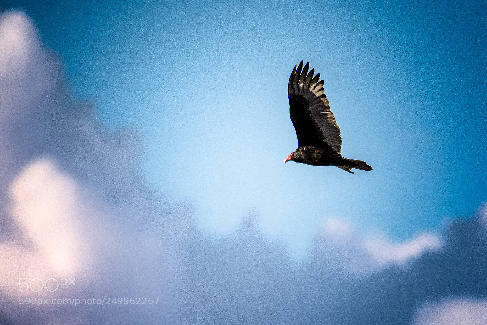 Nikon D7100 sample photo. Flight of the turkey photography