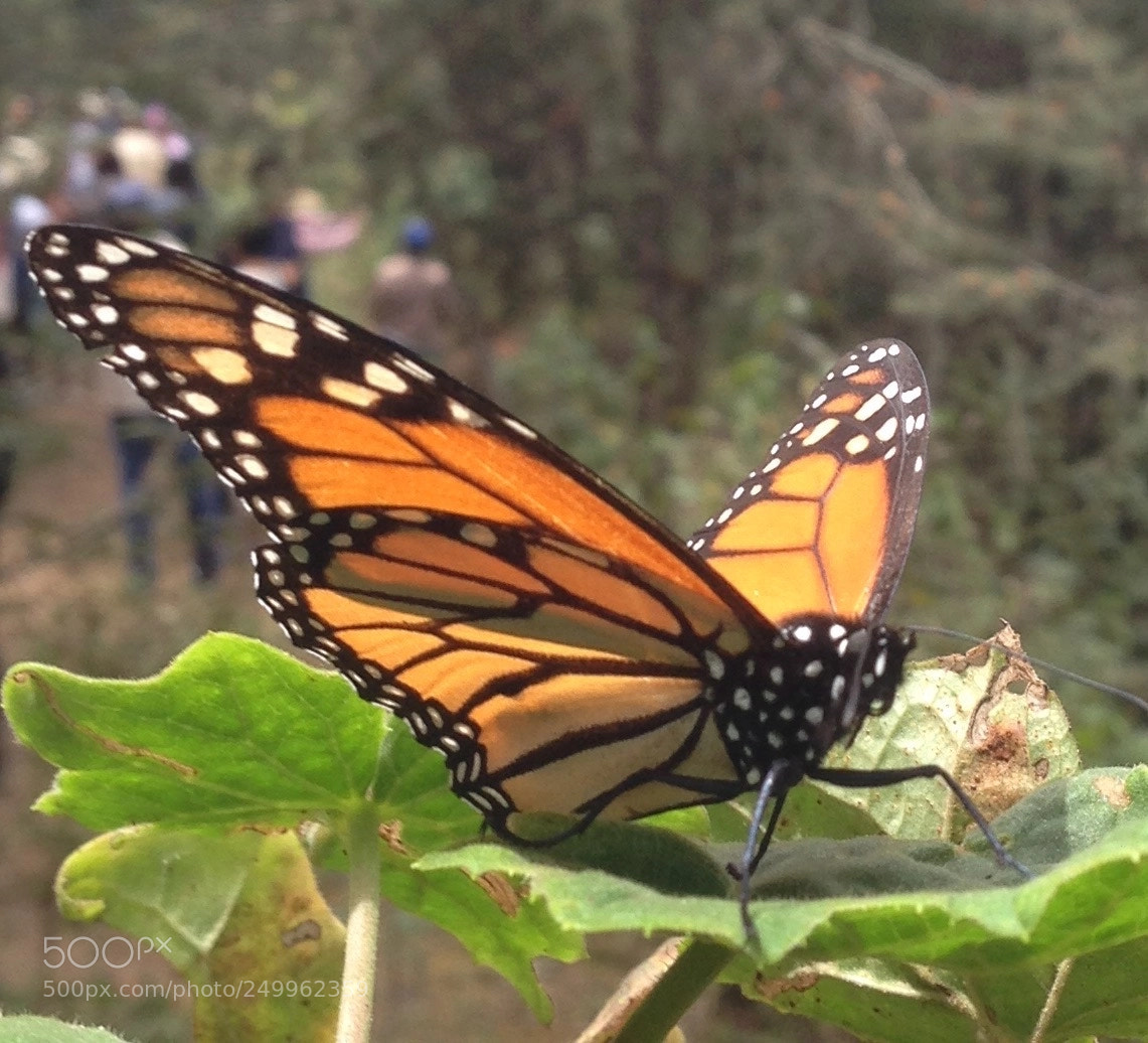 Apple iPhone 5 sample photo. Monarch butterfly sanctuary mexico photography