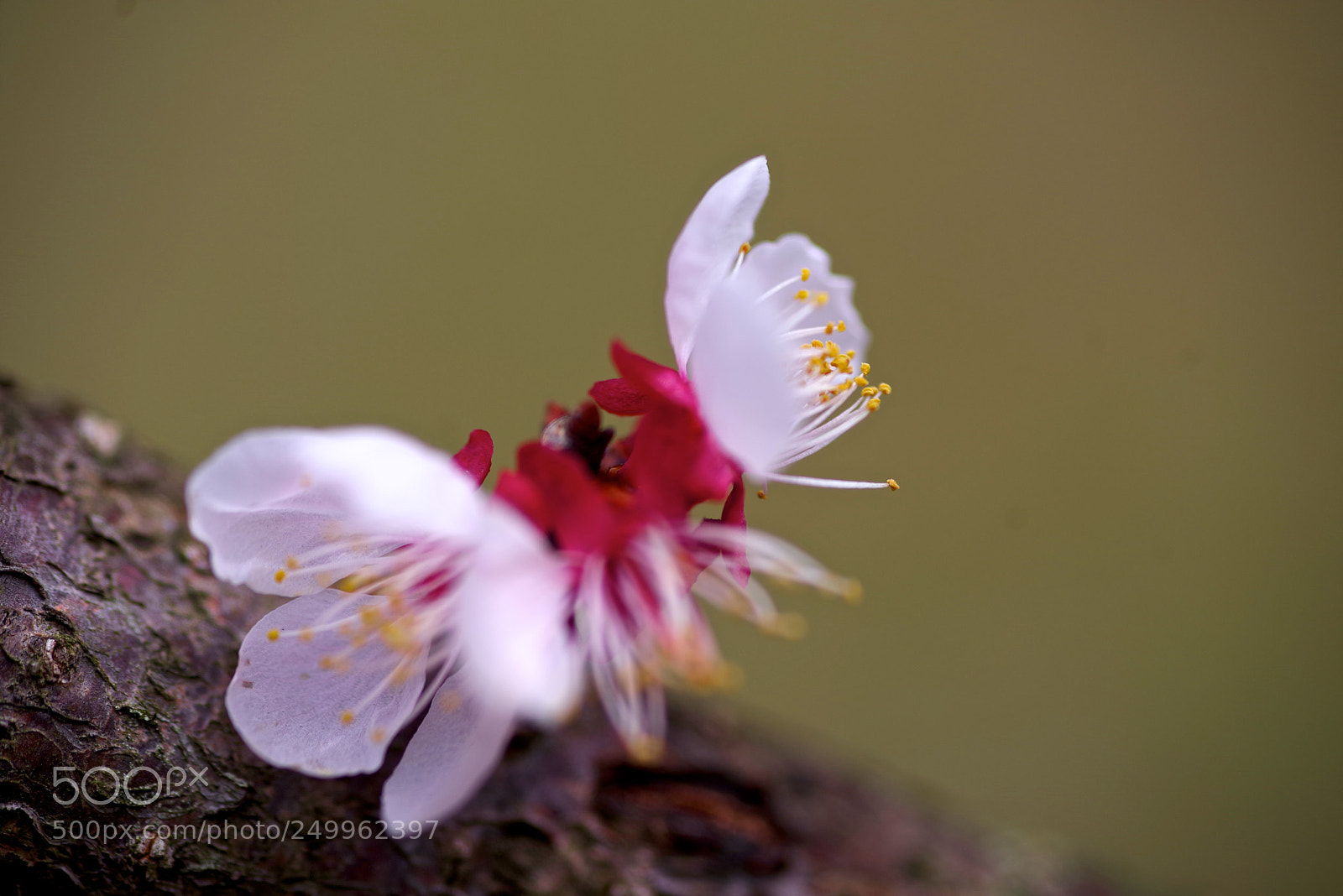 Pentax K-1 sample photo. Brothers photography